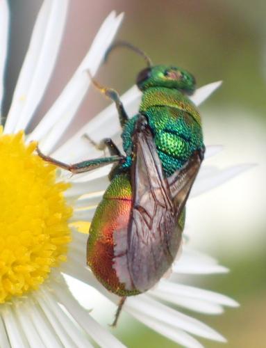 Réf. 267 164 : Hedychrum rutilans